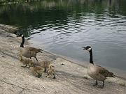  A goose family, parents and four goslings
