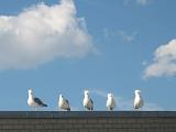 img_4153_r_31097