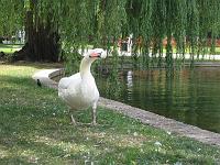  The Swan did not understand Suanne at all.
