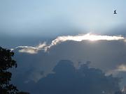  A seagull and a shining cloud