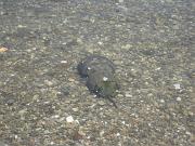  Horseshoe Crab