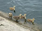  Goslings are so cute