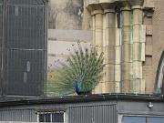  The peacock started turning