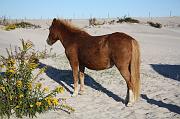 Assateague Island, Oct 12, 2008