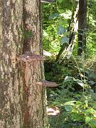  Mushrooms