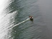  A Goose at a middle of waterfall