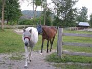  Wearing anti-fly mask